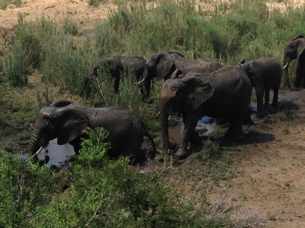 Sweni Lodge 91 Mjejane Kruger Park Hectorspruit Bagian luar foto