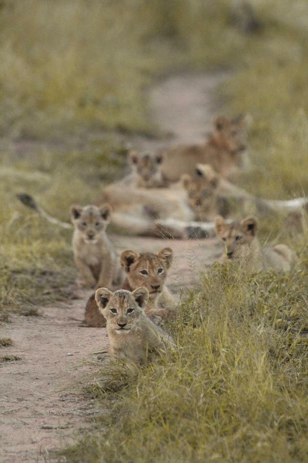 Sweni Lodge 91 Mjejane Kruger Park Hectorspruit Bagian luar foto
